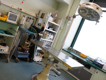 veterinario torino argentero